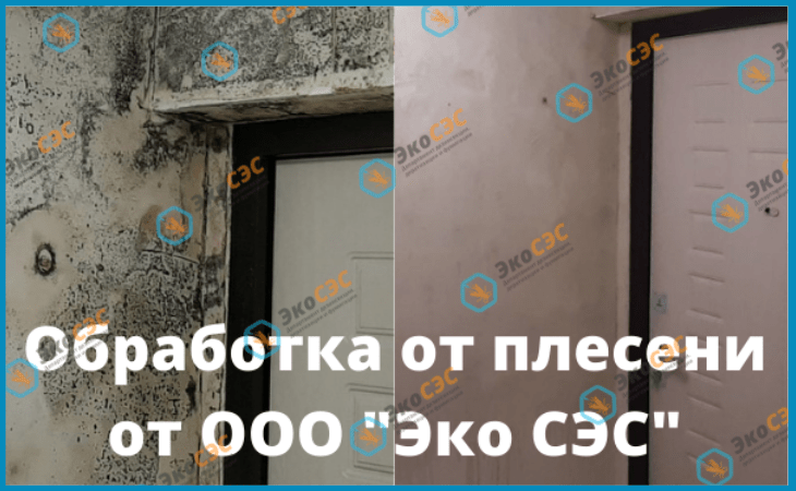 обработка от плесени